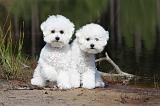 BICHON FRISE 328